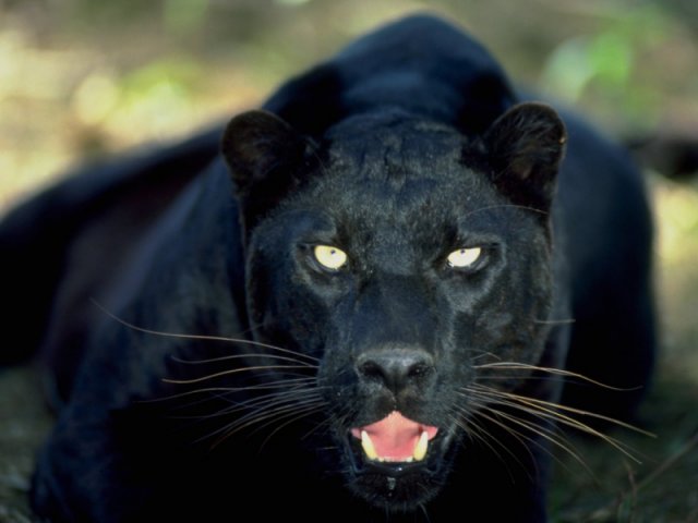 Panter in spe